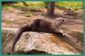 10 Terrifying And Deadly Predators You've Never Heard Of
