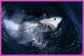 15 Animals Surprisingly More Deadly Than Sharks