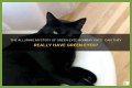 Can a Bombay cat have green eyes? – Janet-Panic.com