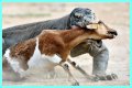 These 9 Adorable Animals Should Actually Terrify You